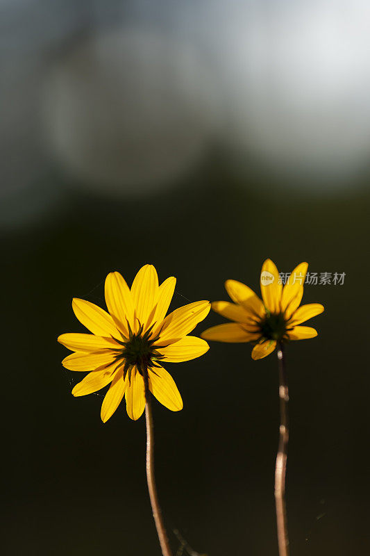 Rear view of two yellow backlit flowers opening towards the rising sun, with bright out of focus circular nature hues in the upper background